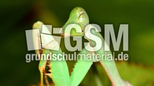 Gottesanbeterin (11).jpg